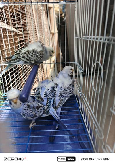Hogoromo Budgies