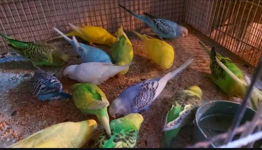 australian parrots &bajri for sell 03330203898