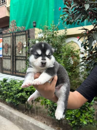 Pure Siberian Husky Male & Female Puppies Available 