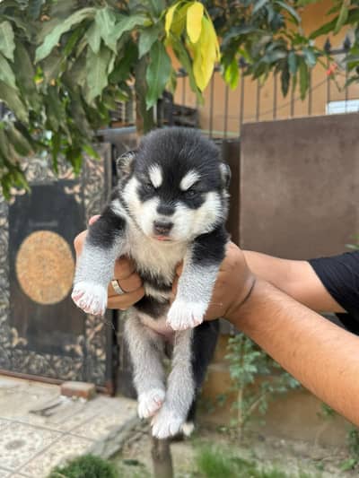 Pure Siberian Husky Male & Female Puppies Available