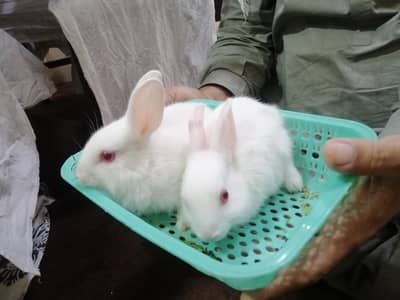 Pure White Baby Rabbits Pair for Sale – Healthy & Cute