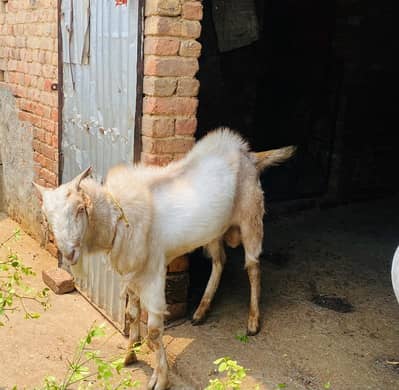 Healthy Goat and beautiful
