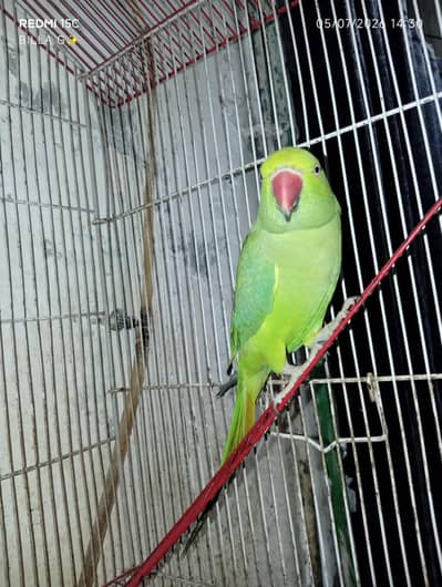 green parrot