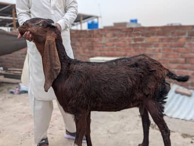 nagri bakri for sale