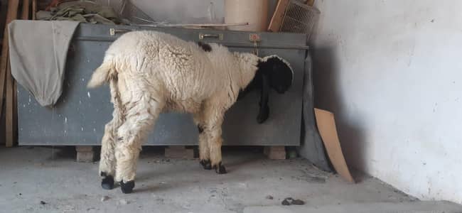 dumba for urgent sell