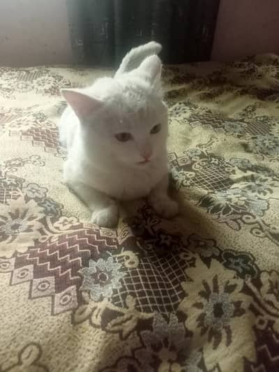 white cate