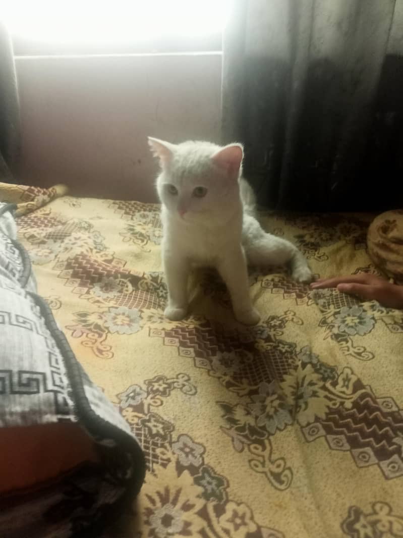 white cate 1