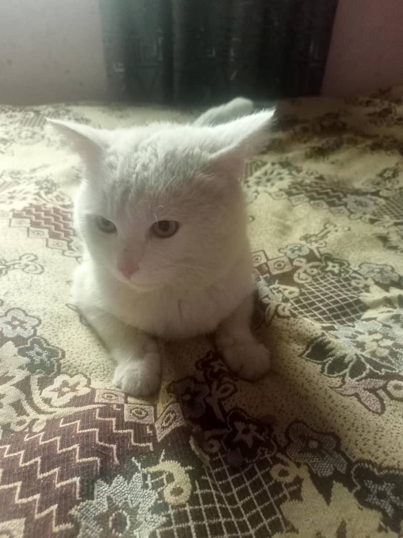 white cate 2