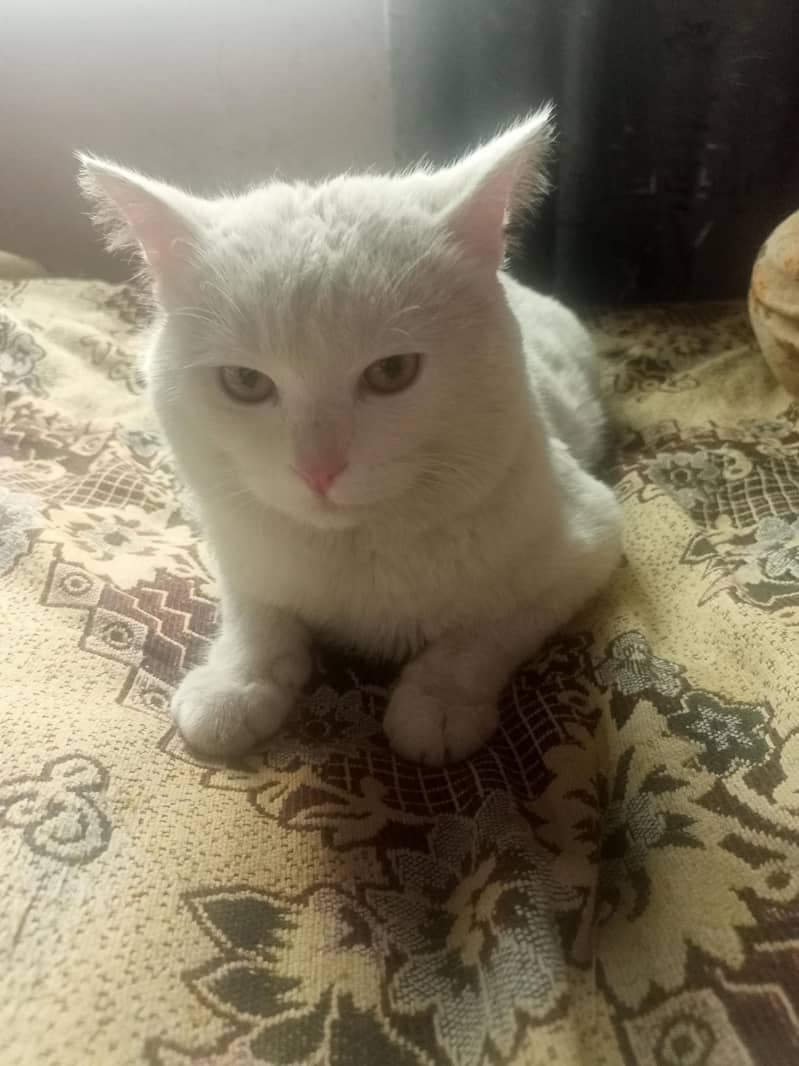 white cate 3