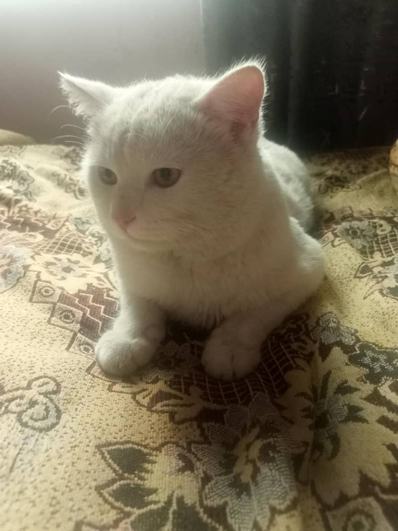 white cate 4