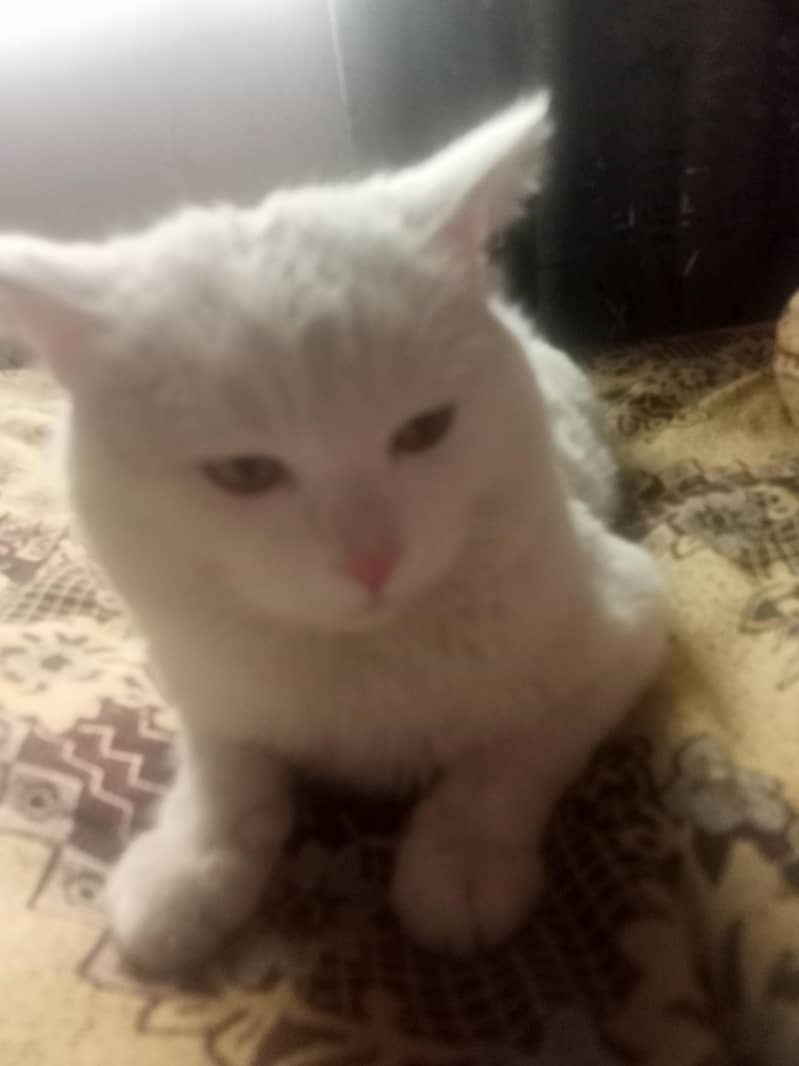white cate 5