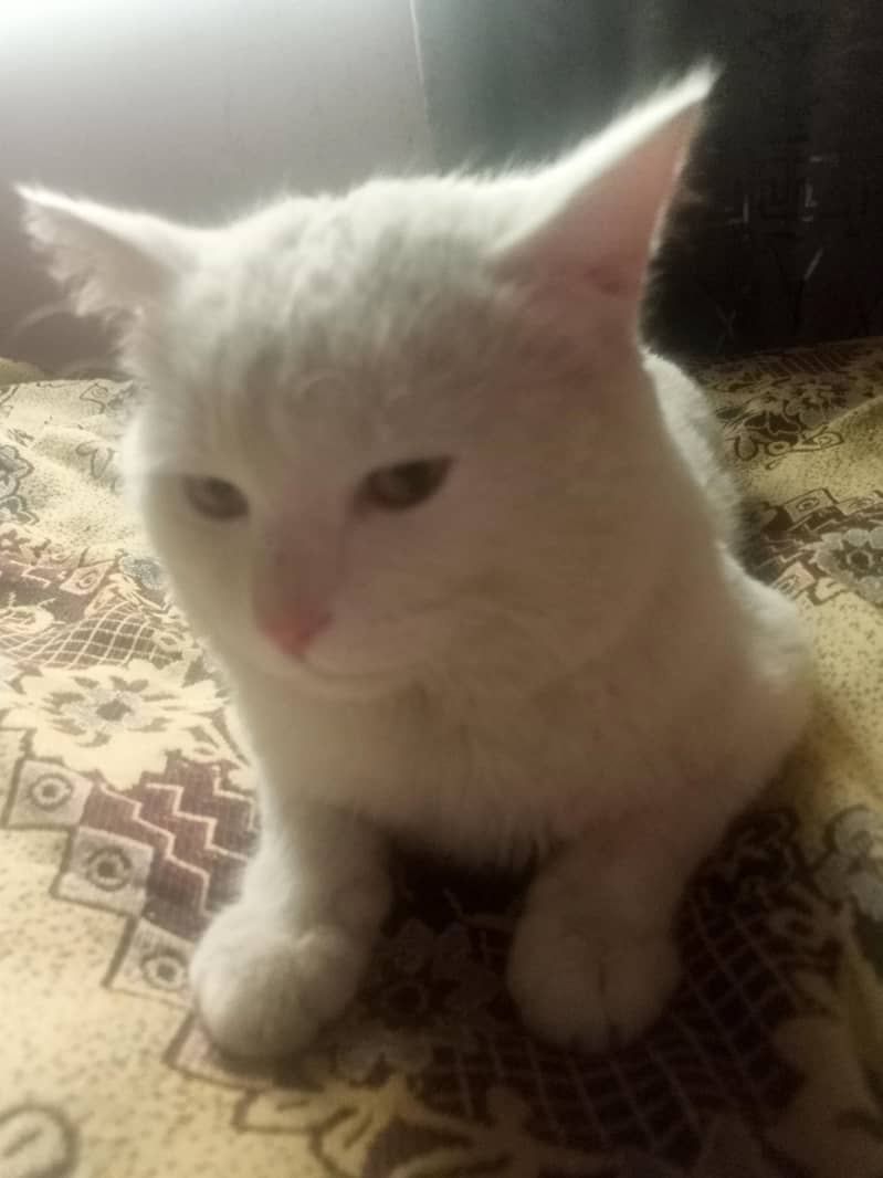 white cate 6
