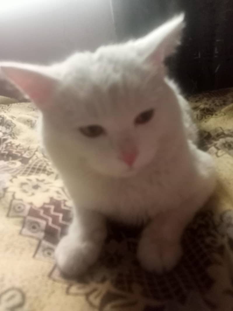white cate 7