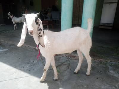 Shandaar Nasli Bakra For Sale | Sehatmand Aur Khubsurat Bakra