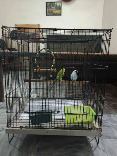 Big Cage and Breader Budgies Pair