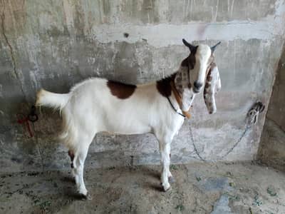 Goat for sale