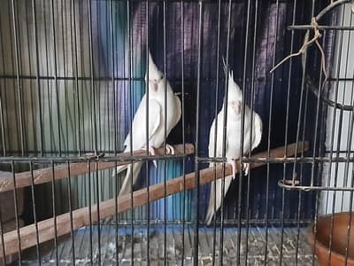 Cocktail Pairs & Raw parrot Pair