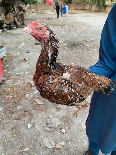 aseel murgi for sale White ankh white noke nali