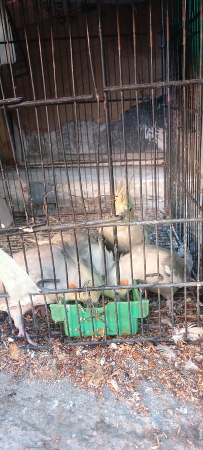 Cockatiel 5 birds