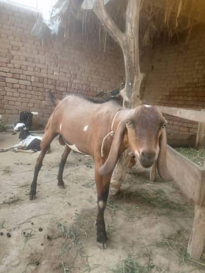 Healthy & Beautiful Bakra for Sale – Strong, Active & Good