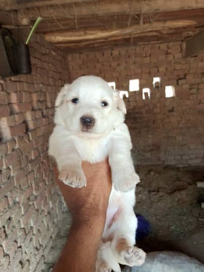 rusian male pup