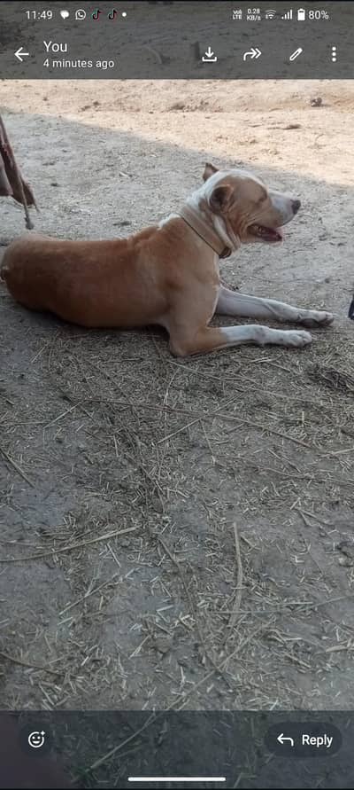 breeder femle exchange or sale