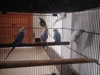badgies or cage