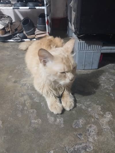 semipersion cat available for sale