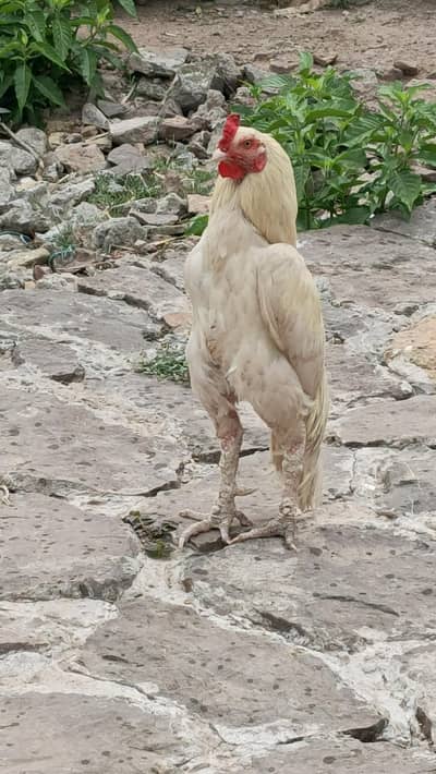 Pure Aseel Shamo Murga For Sale - 2 Years - Healthy & Active