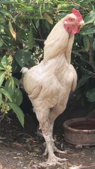 Pure Aseel Shamo Murga For Sale - 2 Years - Healthy & Active