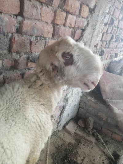 Pure mundra 2 dant for qurbani