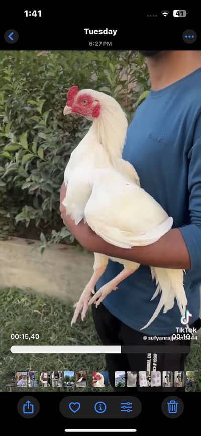 Aseel kana  heera top quality male
