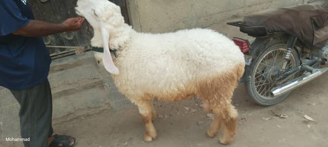 Dumba Qurbani ka