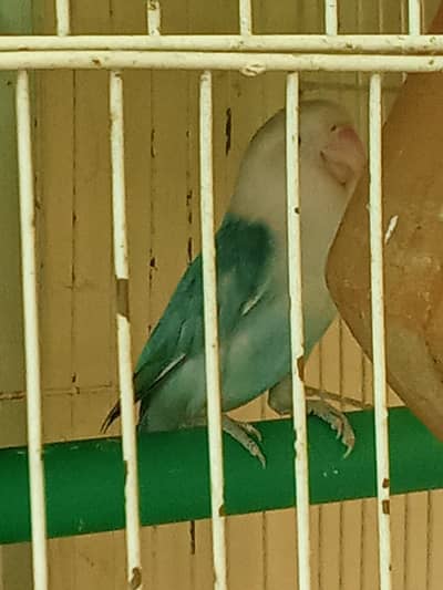 7 love birds adult, ready to breed