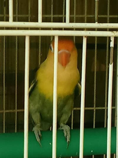 6 love birds adult, ready to breed, 3 pairs