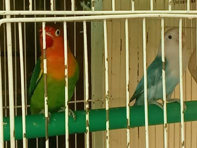 7 love birds adult, ready to breed