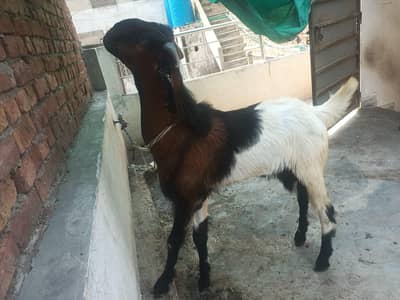Bakra For Sale