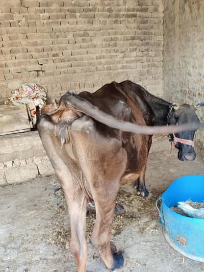 jarsi sao cow for sale