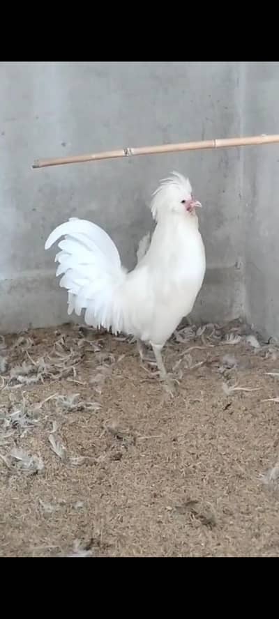 WHITE POLISH,BLUE POLISH BREEDER PAIR AVAILABLE