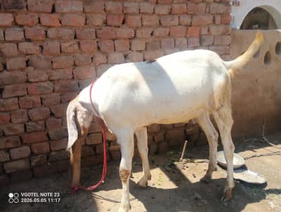 میرا پاس قربانی کا بکرا ہیں اگر جس کو چاہیے تو رابطے کریں شکریہ