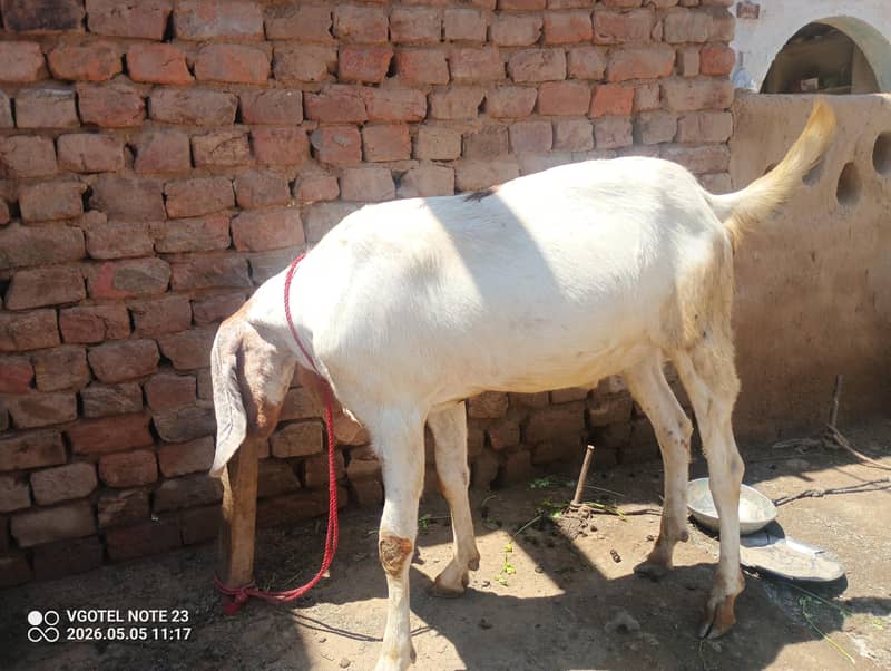 میرا پاس قربانی کا بکرا ہیں اگر جس کو چاہیے تو رابطے کریں شکریہ 0