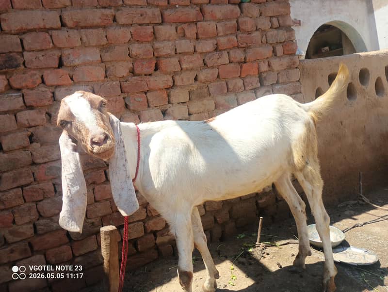 میرا پاس قربانی کا بکرا ہیں اگر جس کو چاہیے تو رابطے کریں شکریہ 1