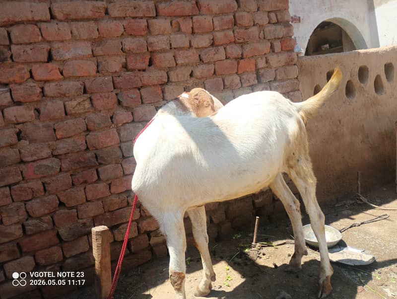 میرا پاس قربانی کا بکرا ہیں اگر جس کو چاہیے تو رابطے کریں شکریہ 2