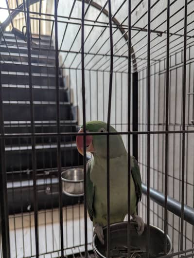 Raw parrot