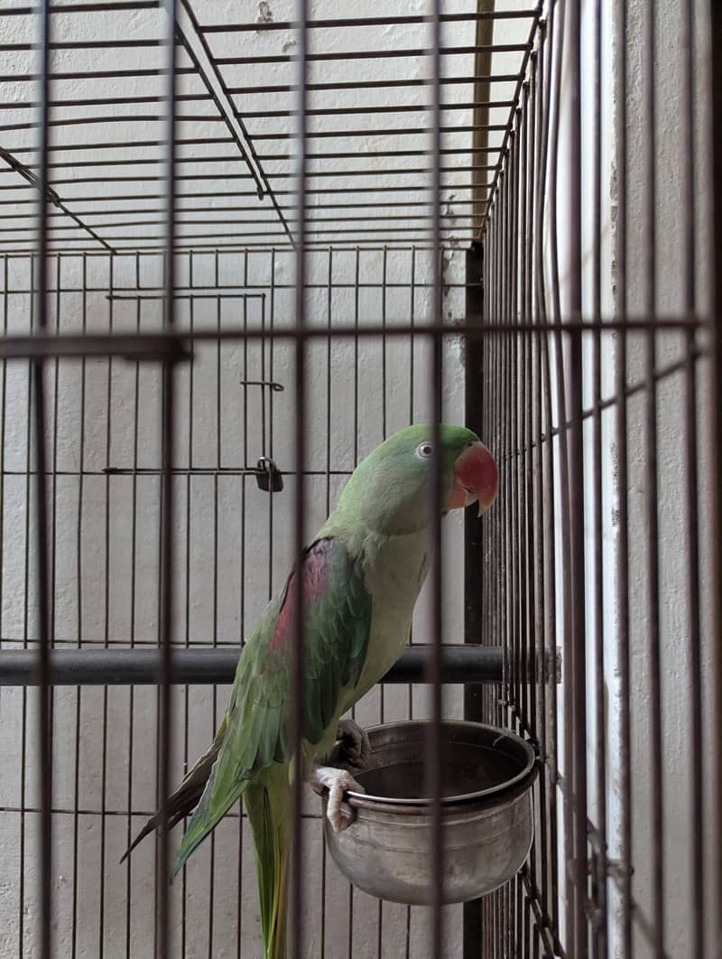 Raw parrot 1