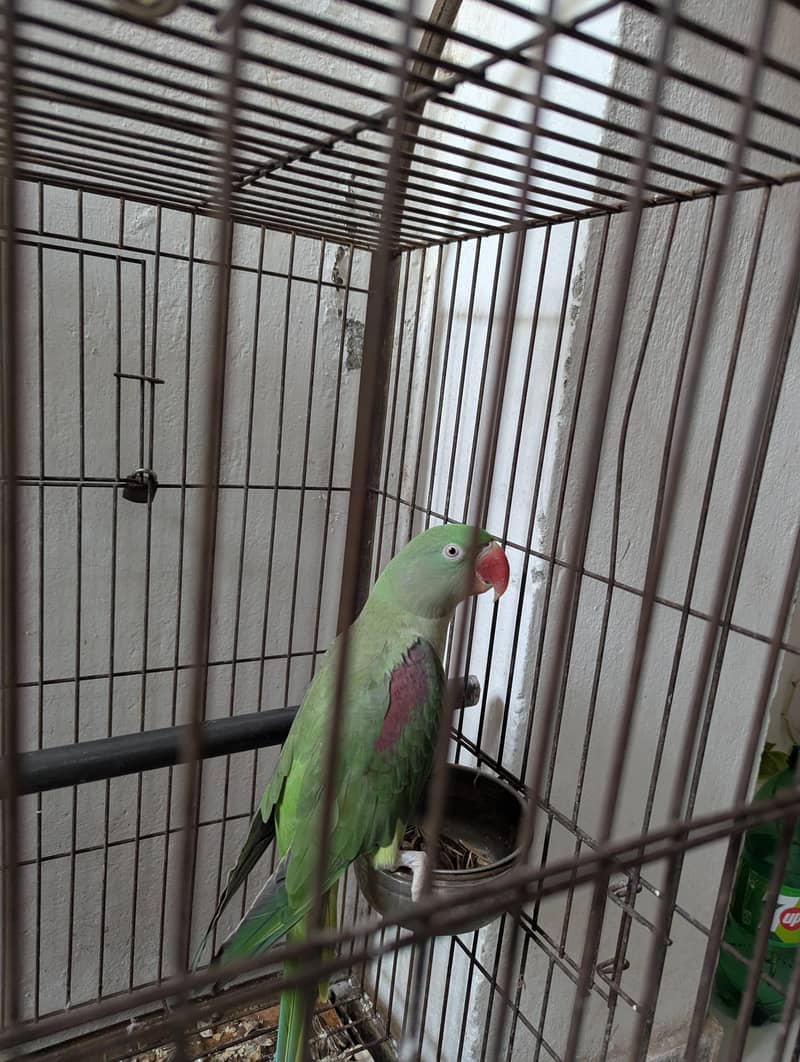 Raw parrot 2