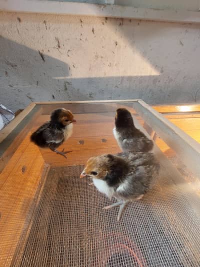 golden subright & silver subright chiks for sale location haripur cont