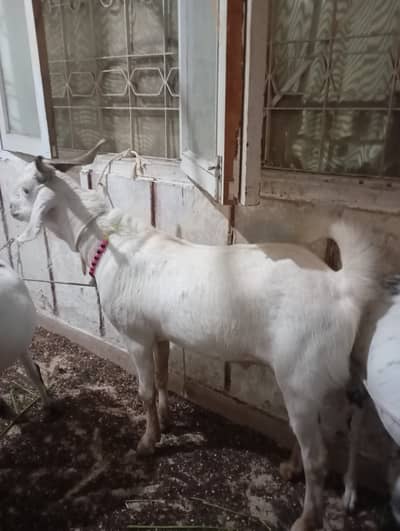 2 dant khassi