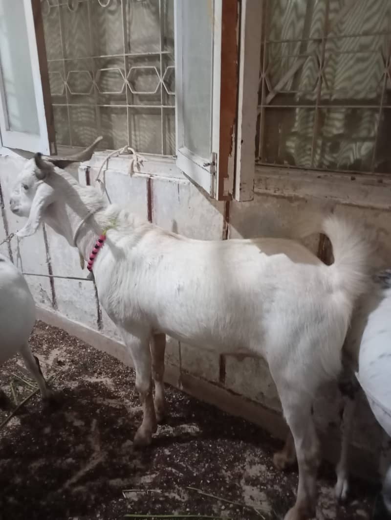 2 dant khassi 0