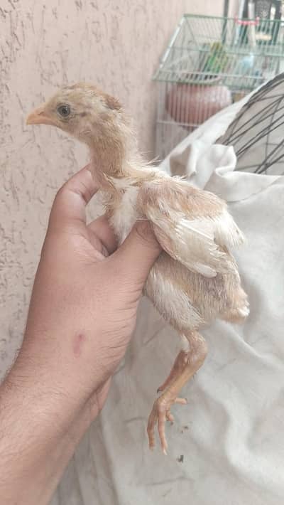 aseel lakha chicks for sale good quality